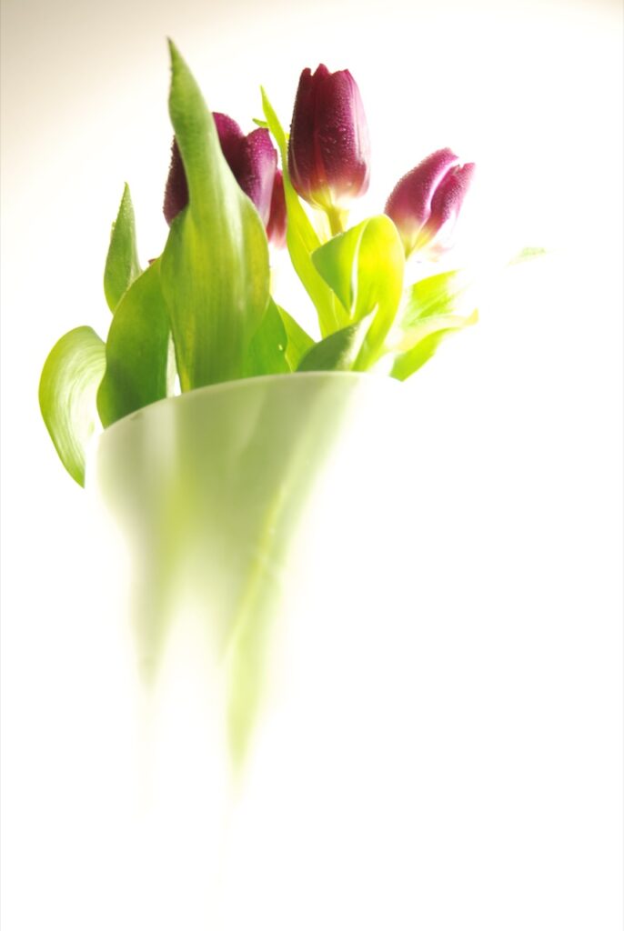 Tulipes dans un vase