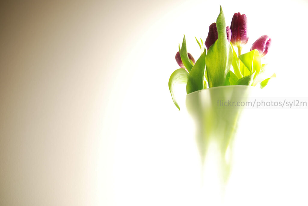 Tulipes dans un vase