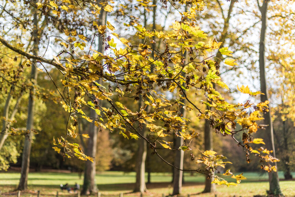 branche d'arbre en automne