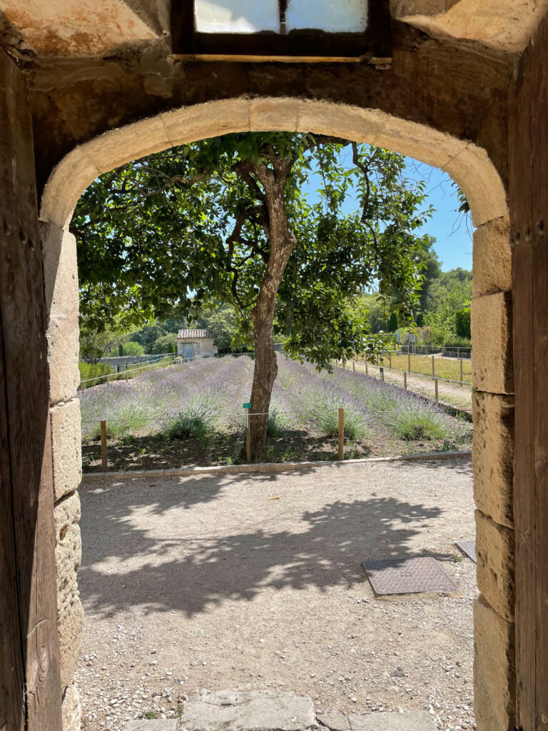 Jardin du monastère Saint Paul de Mausole