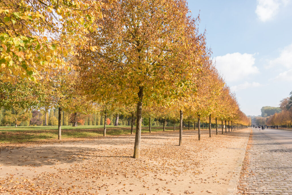 Automne à Versailles