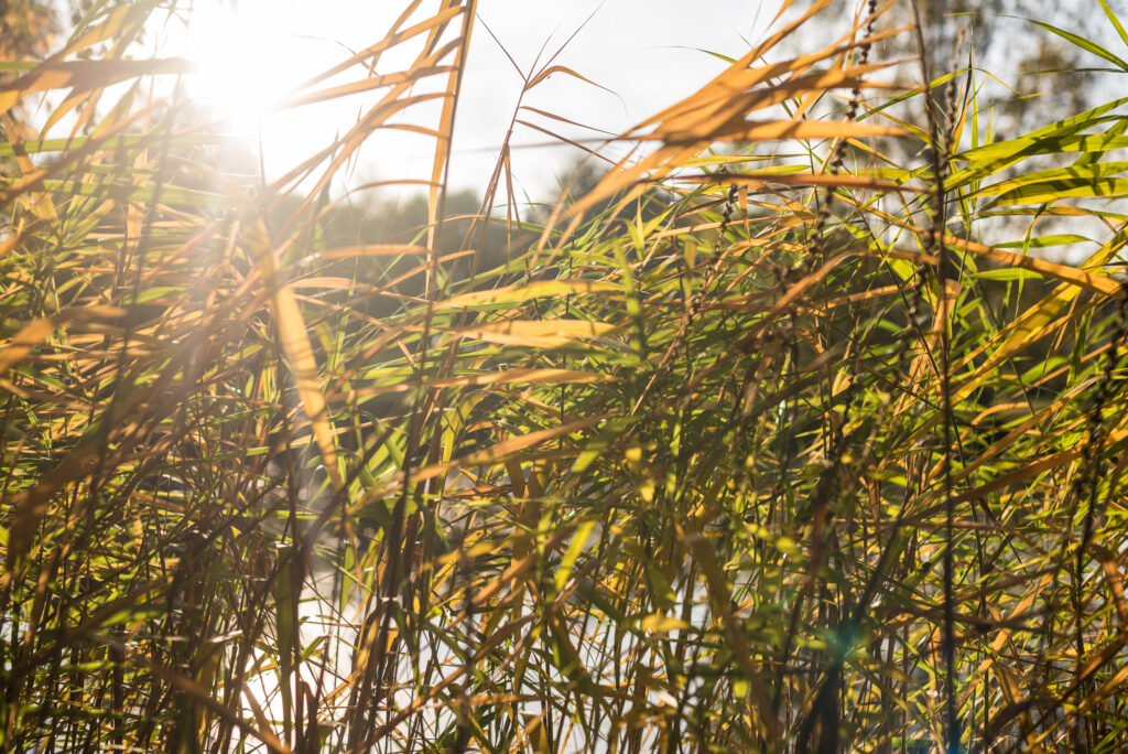 Les herbes et le soleil