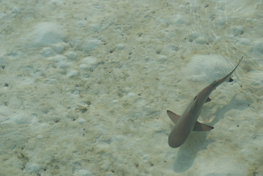 Requin à pointe noire