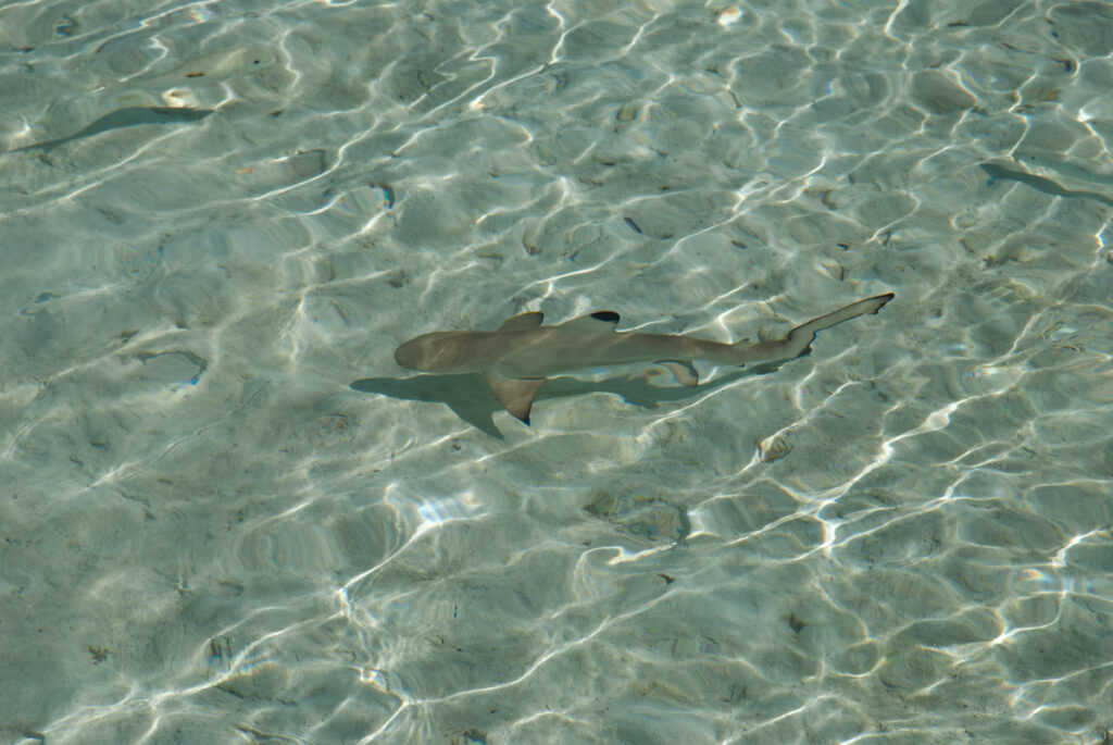 Requin pointe noire