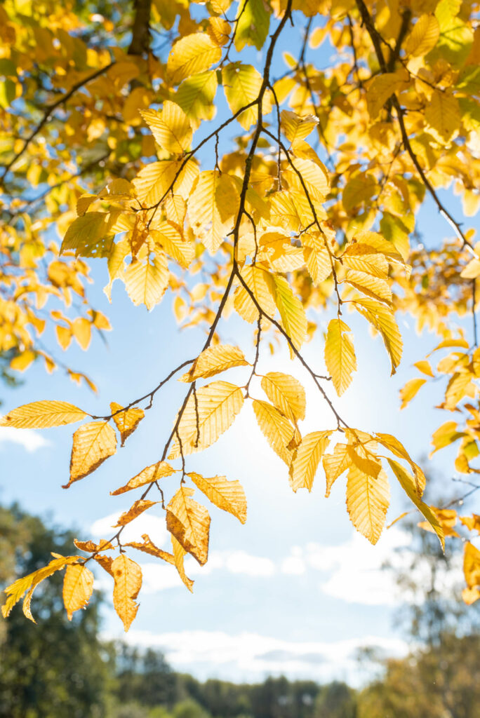 Les couleurs de l'automne