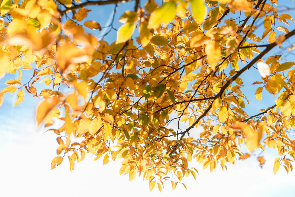 Les couleurs de l'automne